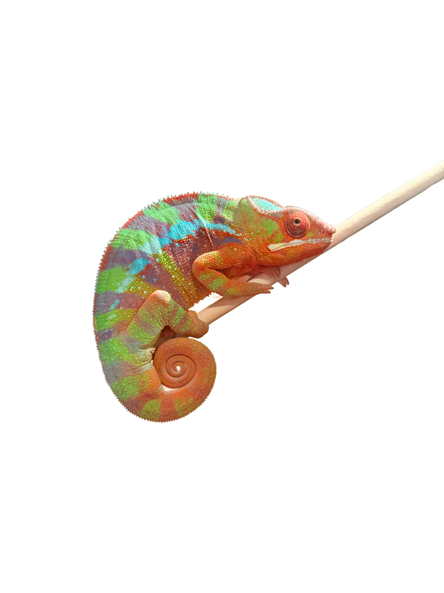 Ambilobe Male (Sub Adult)
