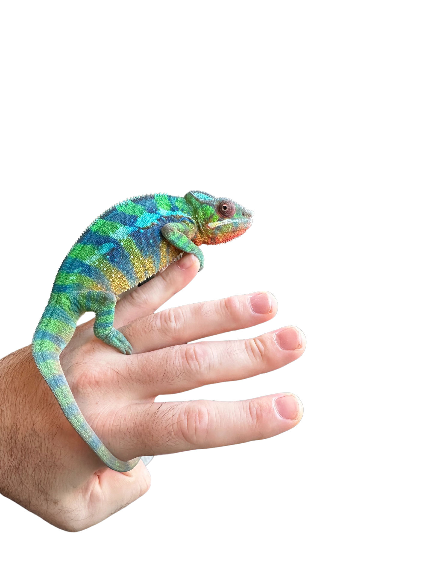 Ambilobe Male (Sub Adult)