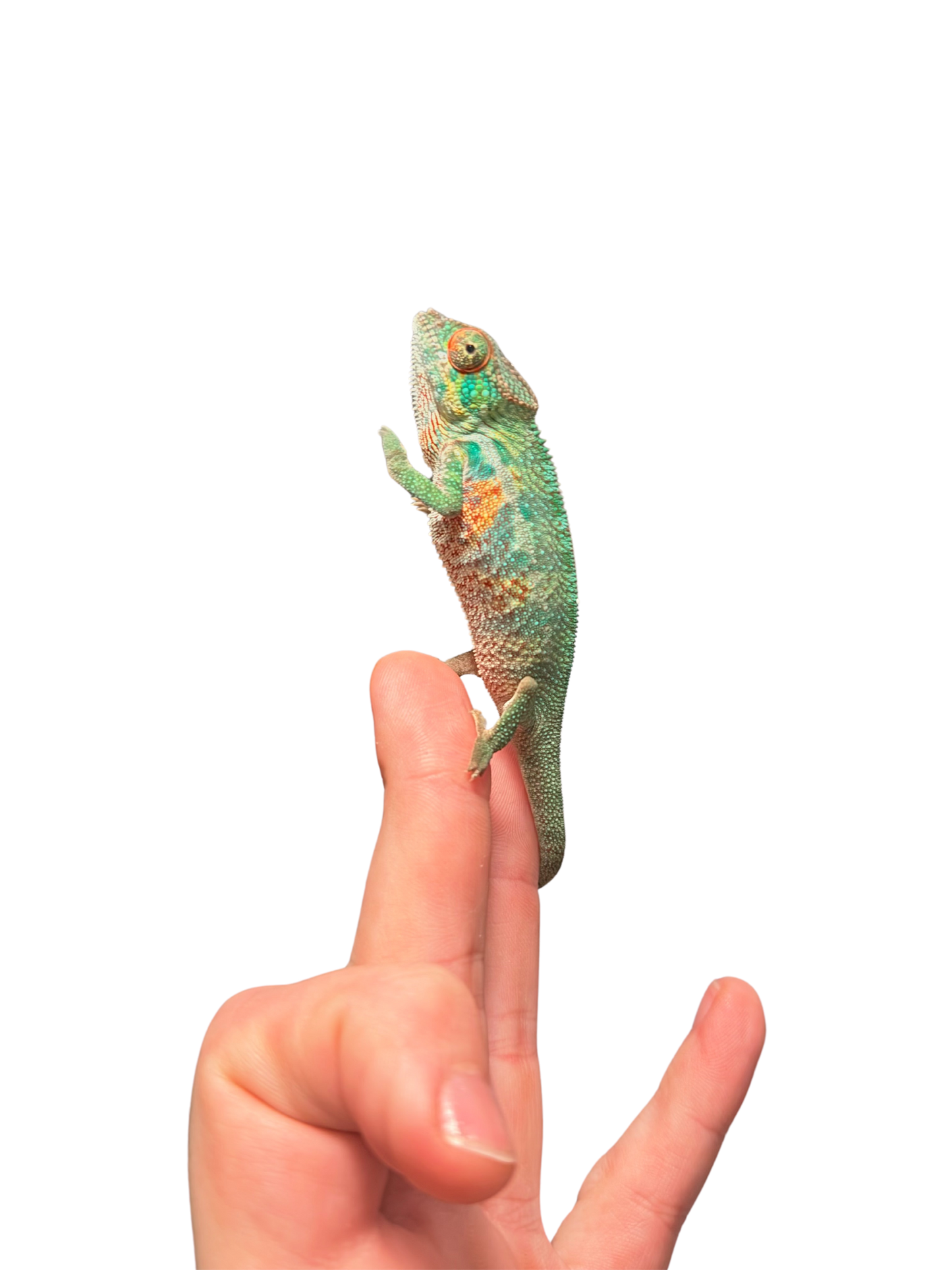 Ambilobe Male