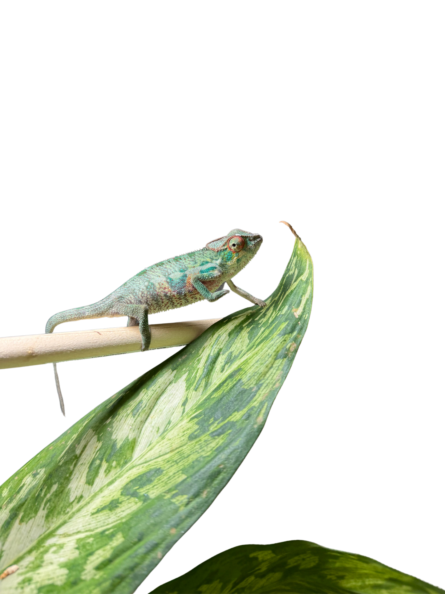 Ambilobe Male