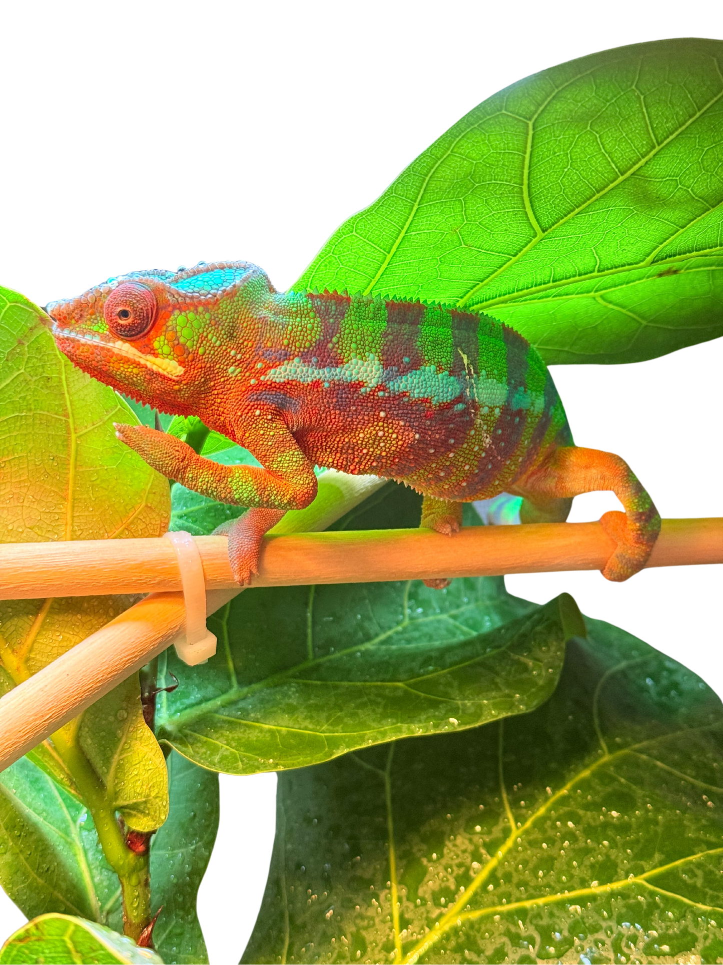 Ambilobe Male (Sub Adult)