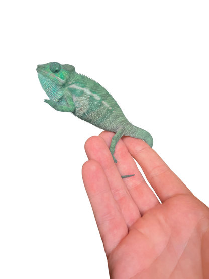 Nosy-Be/Ambilobe Male