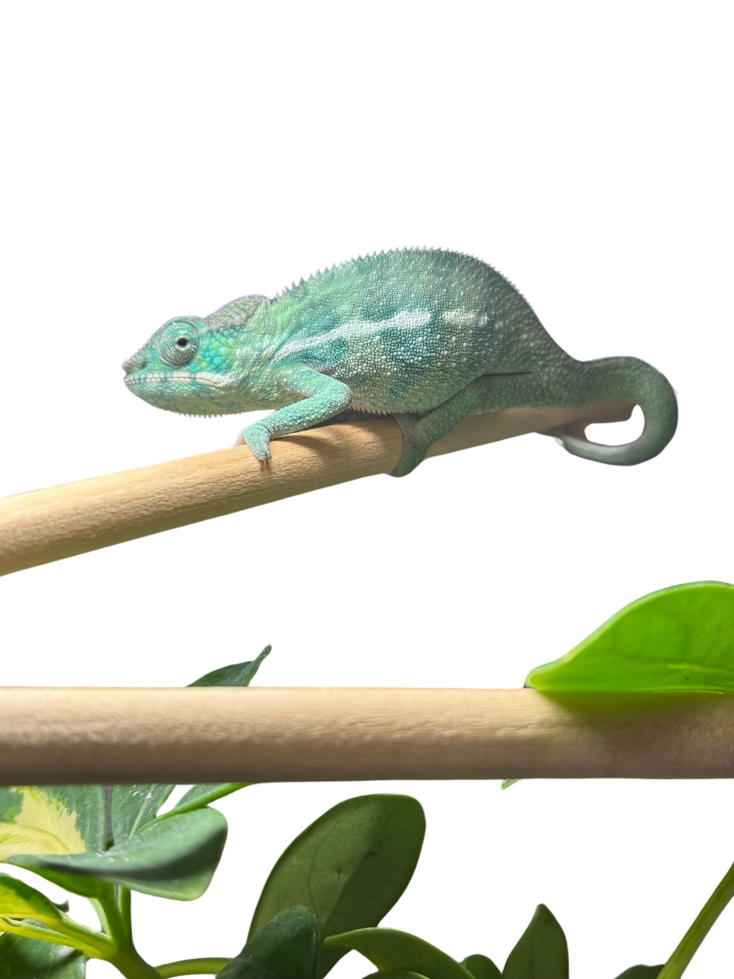 Nosy-Be/Ambilobe Male
