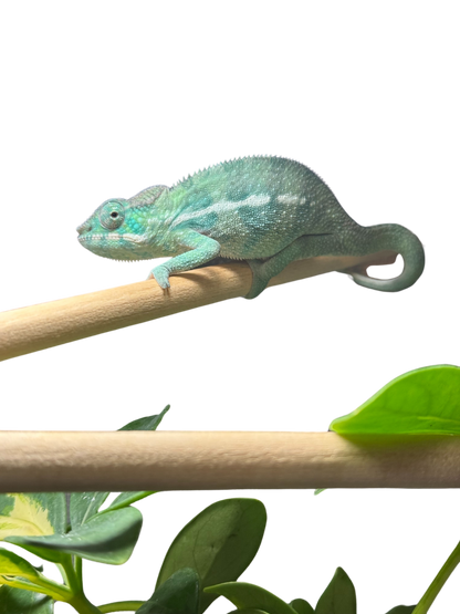 Nosy-Be/Ambilobe Male