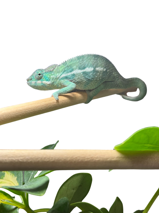 Nosy-Be/Ambilobe Male
