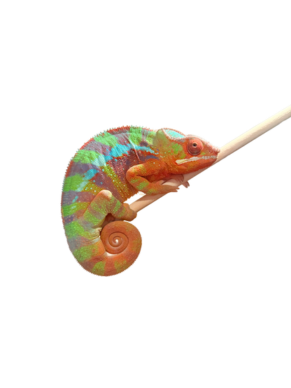 Ambilobe Male (Sub Adult)