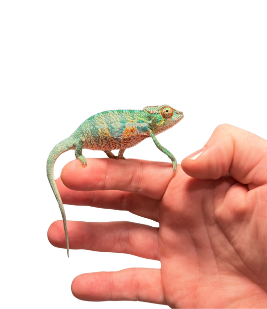 Ambilobe Male