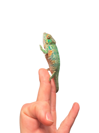 Ambilobe Male