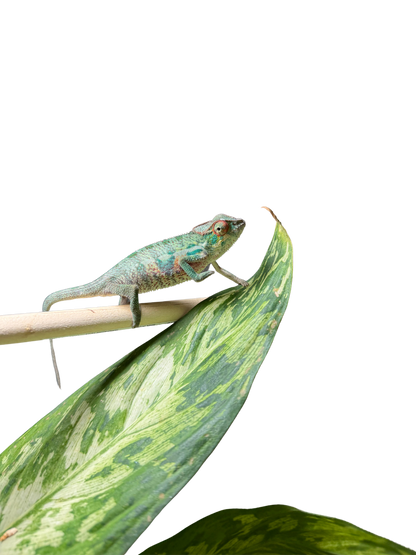 Ambilobe Male