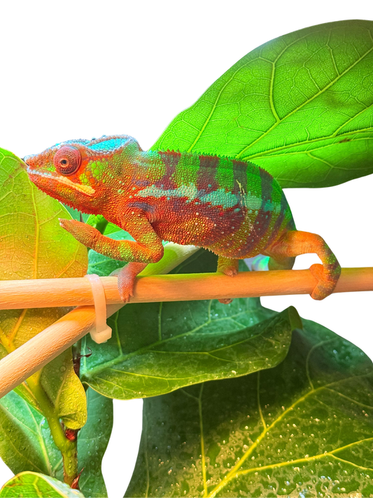 Ambilobe Male (Sub Adult)