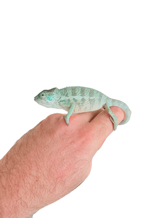 Blue Ambanja Male