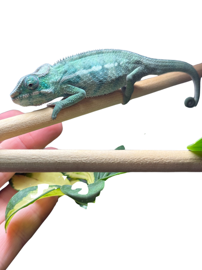 Nosy-Be/Ambilobe Male