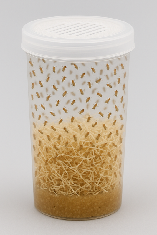Premium Flightless Fruit Fly Culture